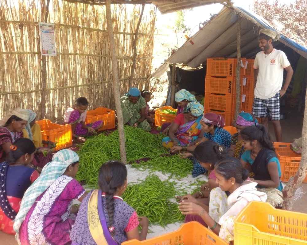 Vegetable Supply Chain 