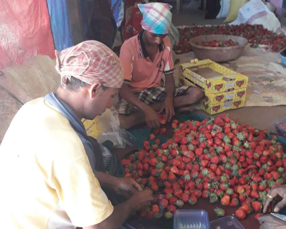 Vegetable Supply Chain 