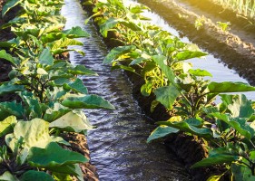 Water Conservation & Management